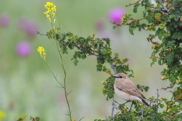Isabellsteinschmätzer (Oenanthe isabellina) am Kap Dolosman.
