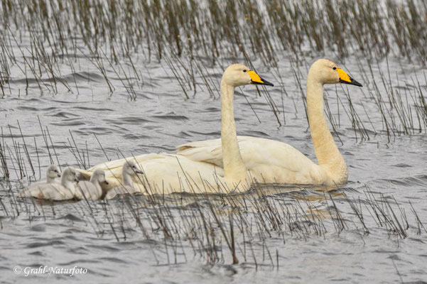 Der Singschwan (Cygnus cygnus) zählt innerhalb der Familie der Entenvögel zur Gattung der Schwäne.