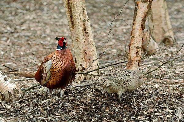 Jagdfasan (Phasianus colchicus) an der Vogelkoje - Paar