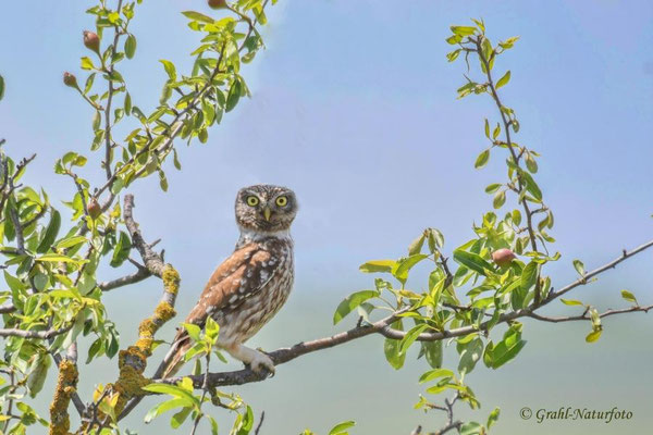 Steinkauz (Athene noctua) bei Sinoe.
