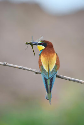 Bienenfresser (Merops apiaster) mit einer erbeuteten Libelle