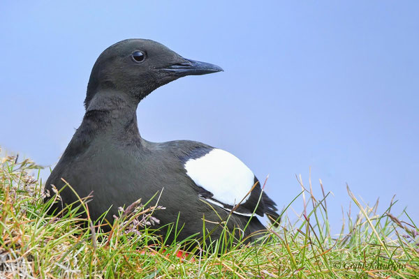 Die Gryllteiste (Cepphus grylle) ist eine mittelgroße Vogelart aus der Familie der Alkenvögel.