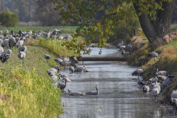 Herbstrast der Kraniche im Rhin- und Havelluch 2019 - Baden in einem Graben.