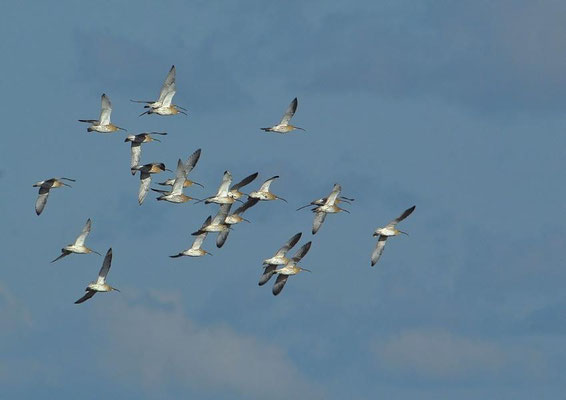 Große Brachvögel (Numenius arquata), Wattseite