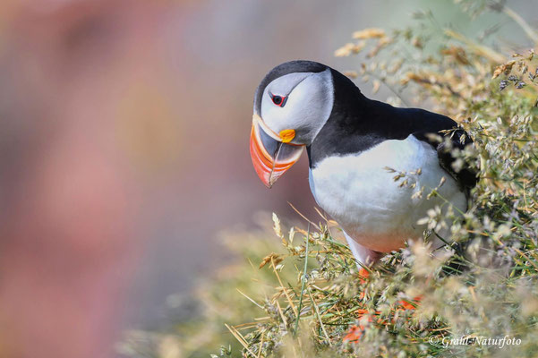 Papageitaucher (Fratercula arctica) am Vogelfelsen Látrabjarg in den Westfjorden.