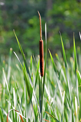 Rohrkolben (Typha angustifolia)