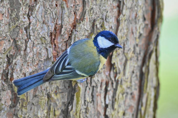 Kohlmeise (Parus major)