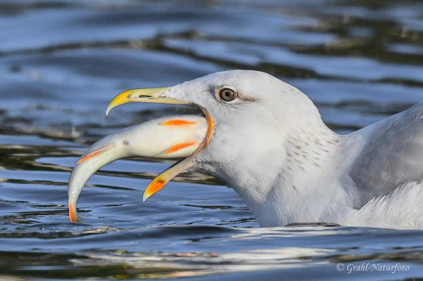 Steppenmöwe (Larus cachinnans) frißt einen Flußbarsch auf dem Malchiner See.