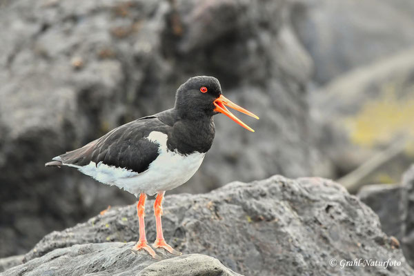 Austernfischer (Haematopus ostralegus) brüten an fast allen europäischen Küsten.