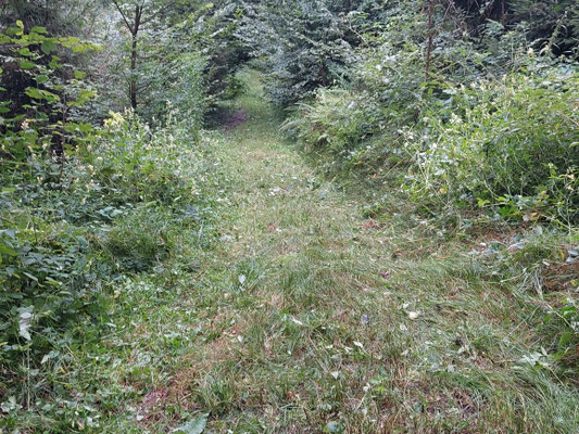 Wanderweg im Sagbachtal ausgemäht