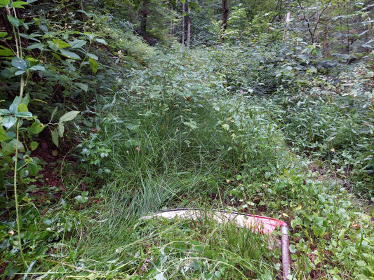 der verwachsen Wnaderweg im Sagbachtal