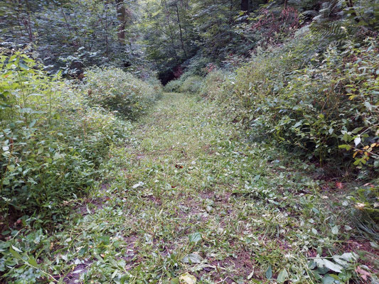 Wanderweg im Sagbachtal ausgemäht