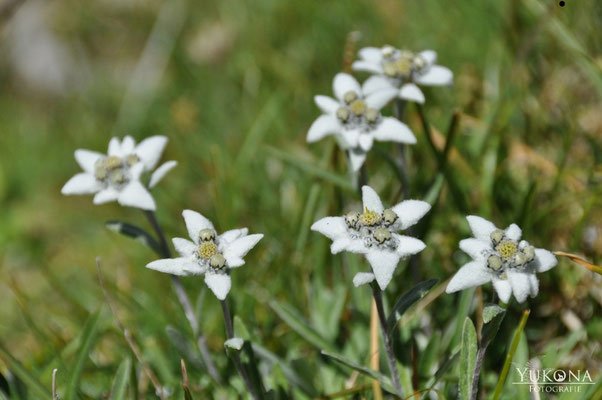 Wildes Edelweiss (Sulsalp)