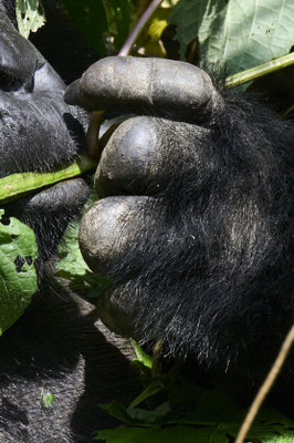 Berggorilla / Mountain gorilla (Gorilla beringei beringei)