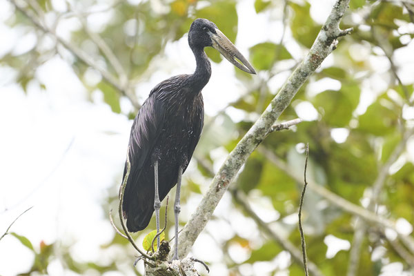 Glanzklaffschnabel / African openbill (Anastomus lamelligerus)