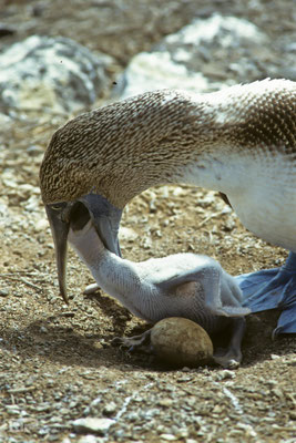 Blue-footed Booby - Galapagos, Ecuador - 1995