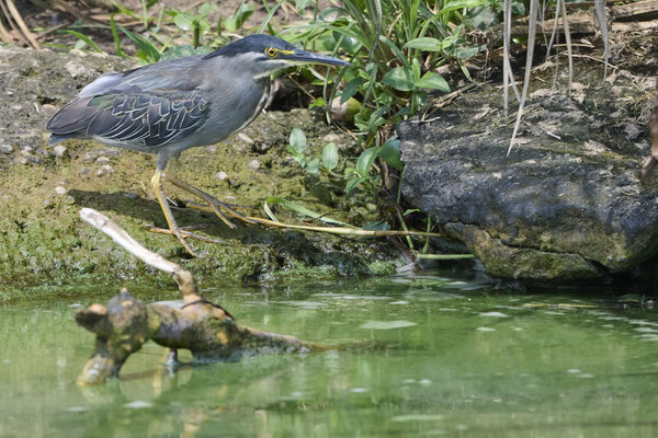 Mangrovereiher / Mangrove heron or little green heron (Butorides striata)