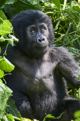 Berggorilla / Mountain gorilla (Gorilla beringei beringei)