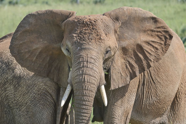 Afrikanische Savannen-Elefant / African savanna elephant (Loxodonta africana)
