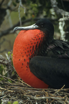 Magnificent frigatebird (Fregata magnificens) - Galapagos, Ecuador - 1995