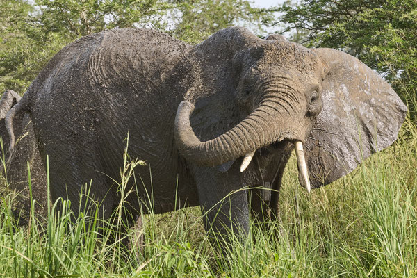 Afrikanische Savannen-Elefant / African savanna elephant (Loxodonta africana)