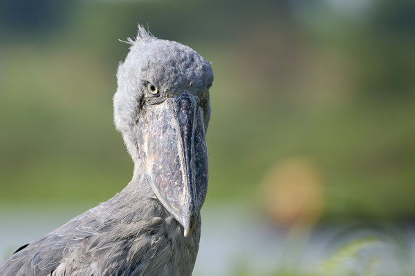 Shoebill / Schuhschnabel (Balaeniceps rex)