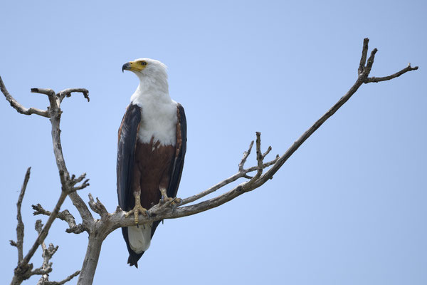 Schreiseeadler / African fish eagle (Icthyophaga vocifer)