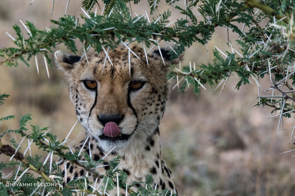 Cheetah (Gepard)