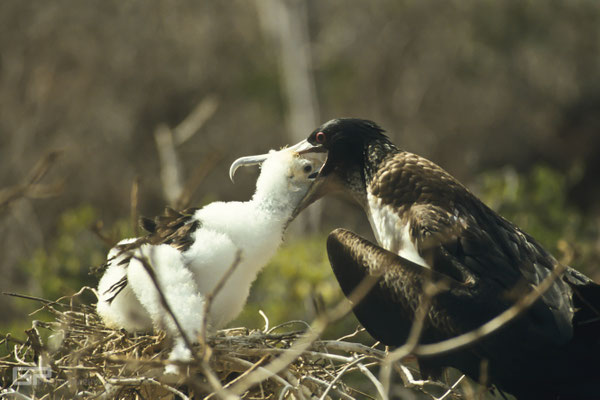 Magnificent frigatebird (Fregata magnificens) - Galapagos, Ecuador - 1995