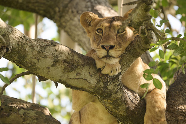 Löwe / Lion (Panthera leo) 