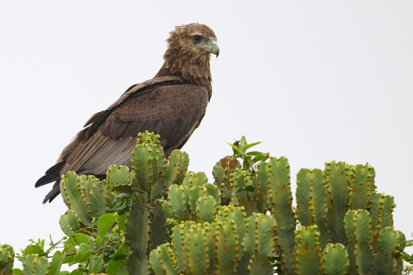 Gaukler / Bateleur (Terathopius ecaudatus)