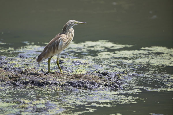 Rallenreiher / Squacco heron (Ardeola ralloides)