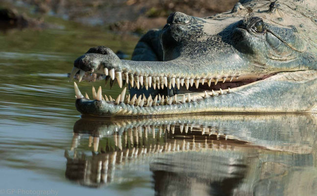 Gharial (Gangesgavial), Chitwan National Park, Nepal, 2013