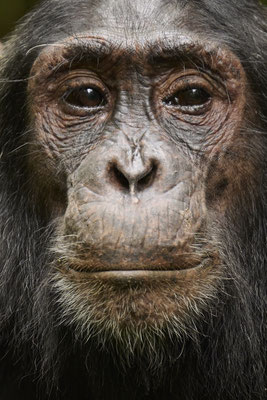 Schimpanse / Chimpanzee (Pan troglodytes)