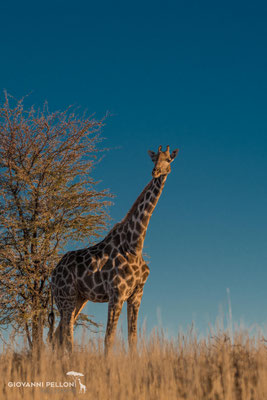 Giraffe