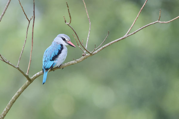 Waldeisvogel / Woodland kingfisher (Halcyon senegalensis)