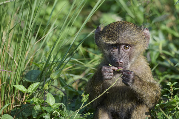 Anubispavian oder Grüner Pavian / Olive baboon (Papio anubis)