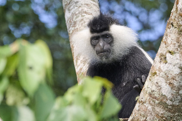 Mantelaffe oder Guereza / Mantled guereza (Colobus guereza)