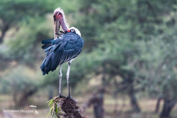 Marabou stork (Marabu)