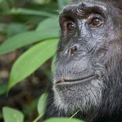 Schimpanse / Chimpanzee (Pan troglodytes)