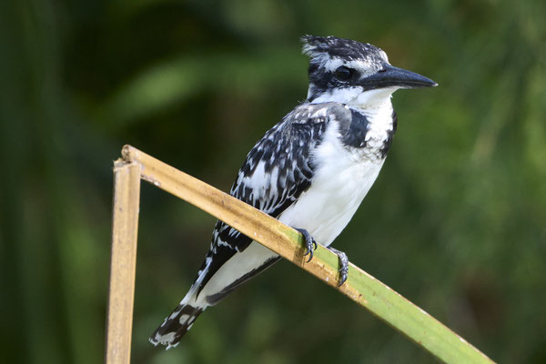 Graufischer / Pied kingfisher (Ceryle rudis)
