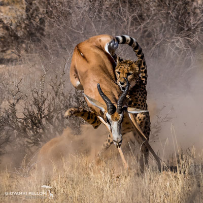 Cheetah attacking a springbok (Gepard jagt einen Springbock) - Photo by Luca Müller