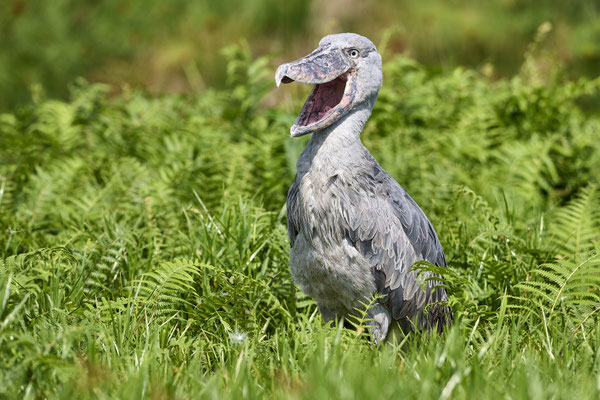Shoebill / Schuhschnabel (Balaeniceps rex)