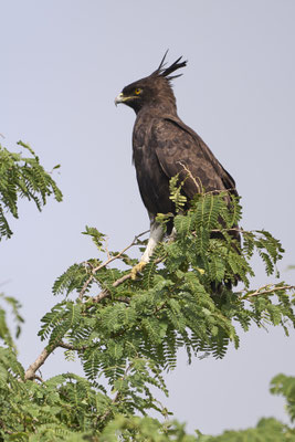 Schopfadler / Long-crested eagle (Lophaetus occipitalis