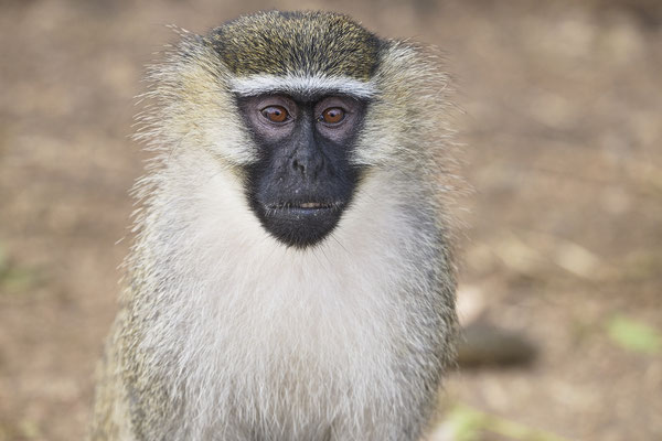 Grüne Meerkatze / Vervet monkey (Chlorocebus)