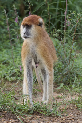 Husarenaffe / Common patas monkey (Erythrocebus patas)