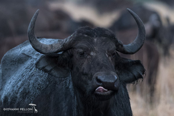 African buffalo (Kaffernbüffel)