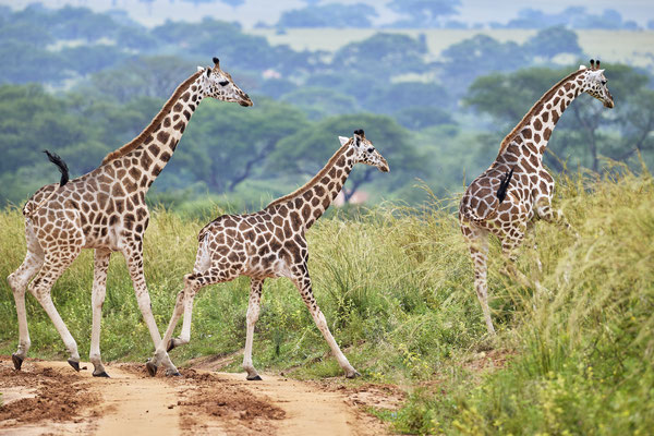 Nord-Giraffe / Northern giraffe (Giraffa camelopardalis)