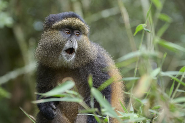 Goldmeerkatze / Golden monkey (Cercopithecus mitis kandti)