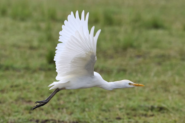 Silberreiher/ Great egret (Ardea alba)